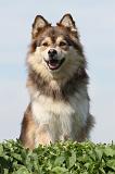CHIEN FINNOIS DE LAPONIE 657